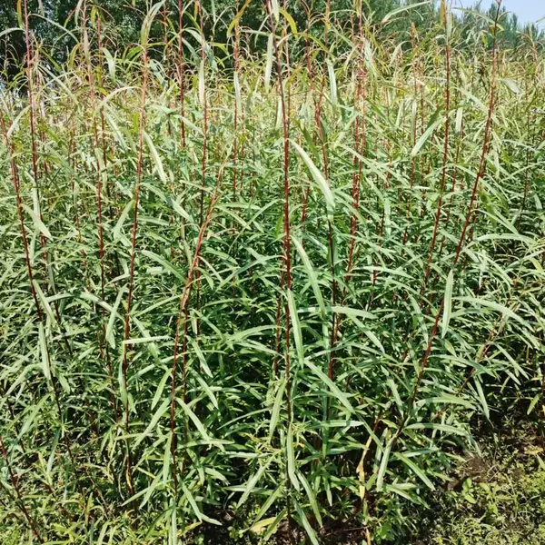 红杞柳- 乔灌木- 木兰县杞柳种植基地绿化苗木基地