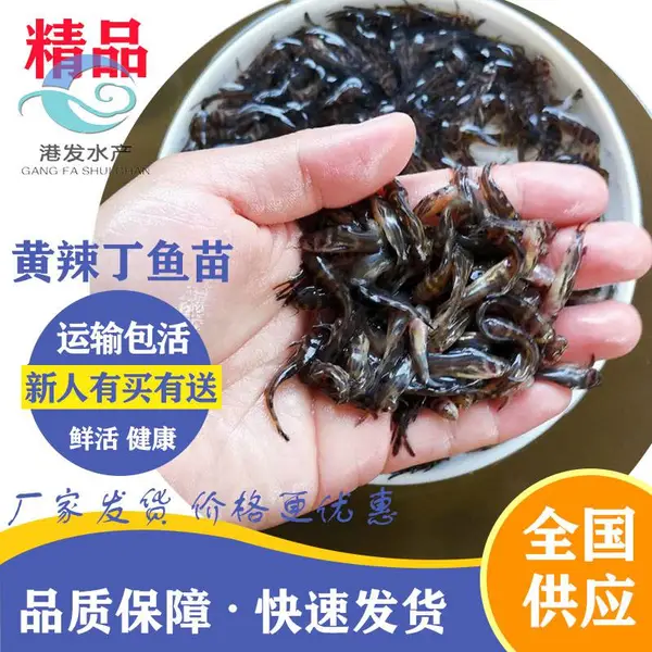 优质淡水鱼苗批发 黄骨鱼苗价格 黑龙江爱辉区黄骨鱼苗养殖供应