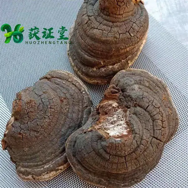 野生无硫裂蹄灵芝供应 野个裂迭灵芝菌获证堂