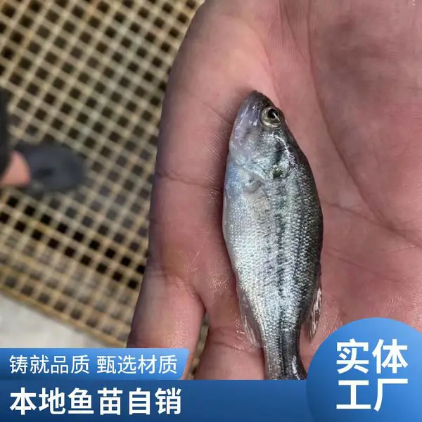 潍坊本地鲈鱼苗鲟鱼苗养殖基地 鲈鱼寸苗 鲟鱼苗 淡水养殖专用