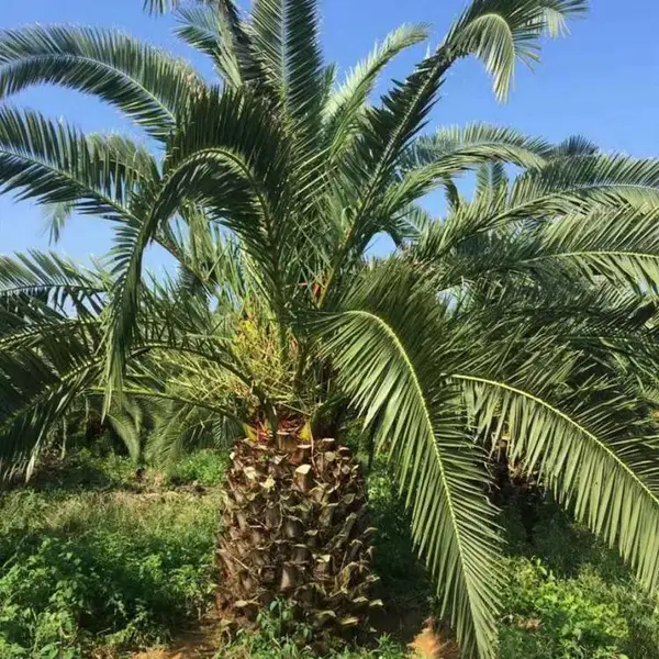 公园造景植物出售 加拿利海枣移植苗 常绿耐寒绿化树 景区行道树
