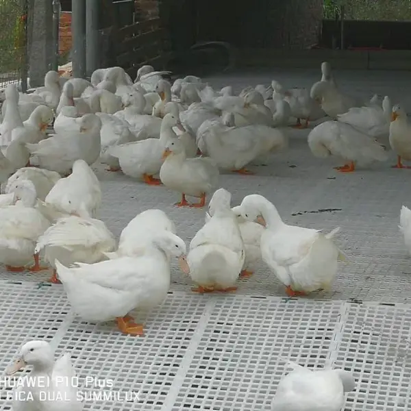 肉鸡漏粪地板散养鸡鸭网床如何搭建120-50鸡粪板