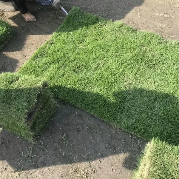 贵州毕节 马尼拉草坪 混播草坪***格 ***