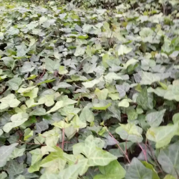 重庆爬山虎基地出售掉叶不掉叶的小苗杯苗又叫巴壁虎