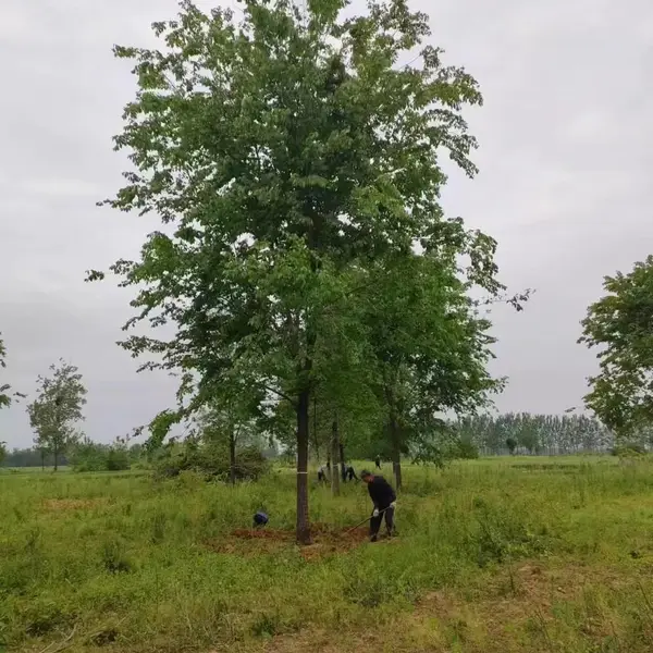 陕西榆林二乔苗木榆树苗种植基地装车价格,1米高榆树苗厂家批发,榆树小苗产地报价