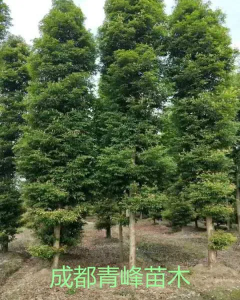成都楠木基地桢楠种植四川楠木销售