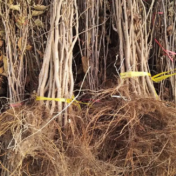 陆地种植野生榛子苗 美国大榛子树苗
