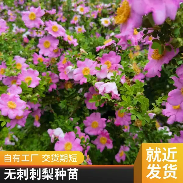 【无刺刺梨】鲜果批发 2026年7月底开始销售2026年的无刺刺梨果