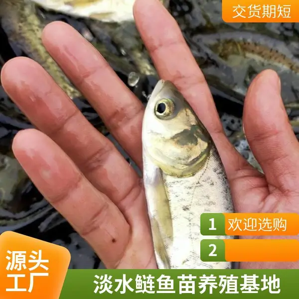 本地花鲢苗白鲢鱼苗养殖场山东泰安花鲢鳙鱼苗白鲢鲢鱼苗种齐全