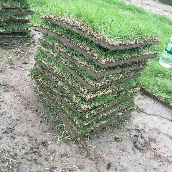 马尼拉草坪 广东湛江生态旅游景点绿化用的混播草坪出售价格 多少钱