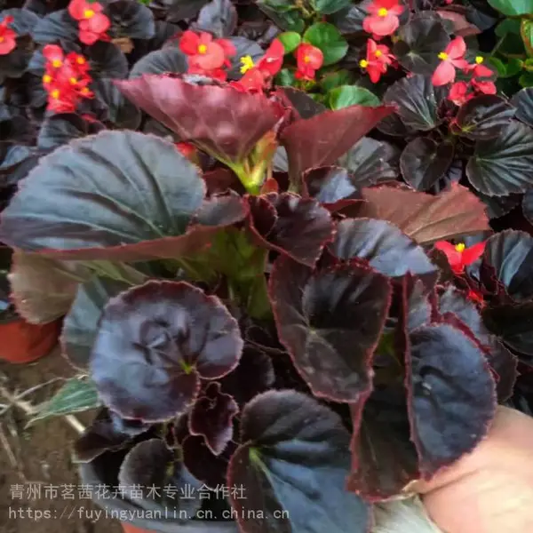 山东四季海棠，四季海棠***，四季海棠价钱