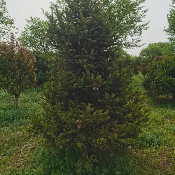 供应3米4米5米6米云杉树 绿化园林乔木植物 圣诞树云杉