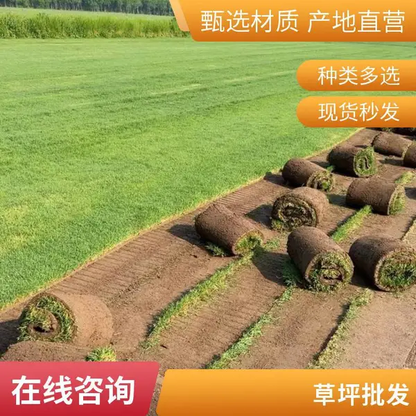 屋顶花园绿化混播草坪施工早熟禾草坪庭院绿化设计批发朝阳