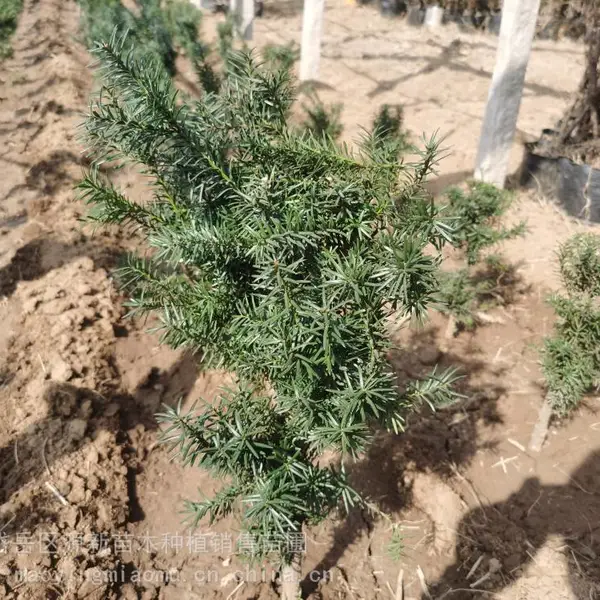 源新苗木 红豆杉种植基地 15公分红豆杉 供应红豆杉