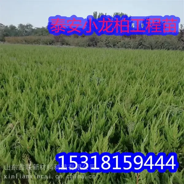 龙柏苗 龙柏小苗 龙柏树苗 小龙柏 龙柏 绿化小苗 乔灌木工...