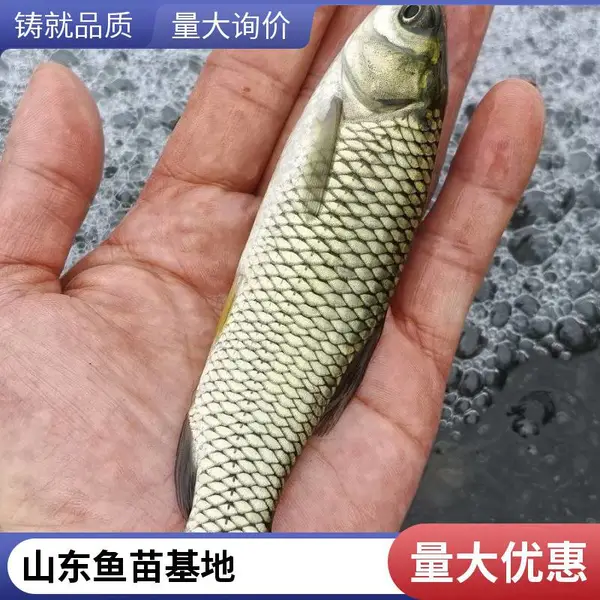 供应山东泰安本地草鱼苗鲤鱼鱼苗养殖场自产10-15cm