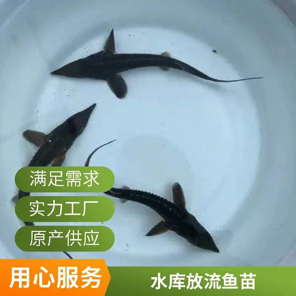山东日照鲈鱼苗养殖场供应鲟鱼鱼苗可做水库放流