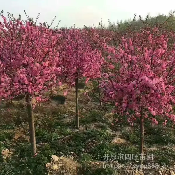 东北 丛生红叶榆叶梅 小桃红 鸾枝落叶灌木价格合理