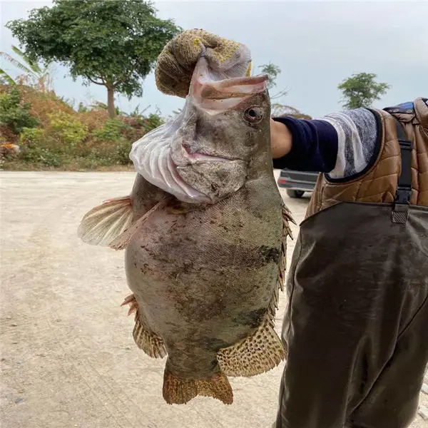 云丰桂花鱼苗出售 翘嘴桂花鱼苗 河南开封桂花鱼苗 草鱼苗供应