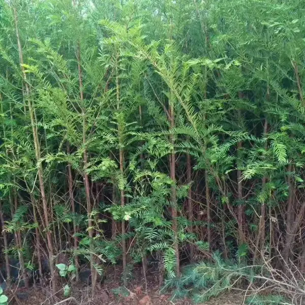 南方红豆杉苗基地/红豆杉产地/红豆杉苗批发/云南红豆杉苗圃基地