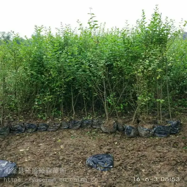 商洛小叶女贞 苗木草坪草籽 大叶黄杨苗 北方耐寒树苗
