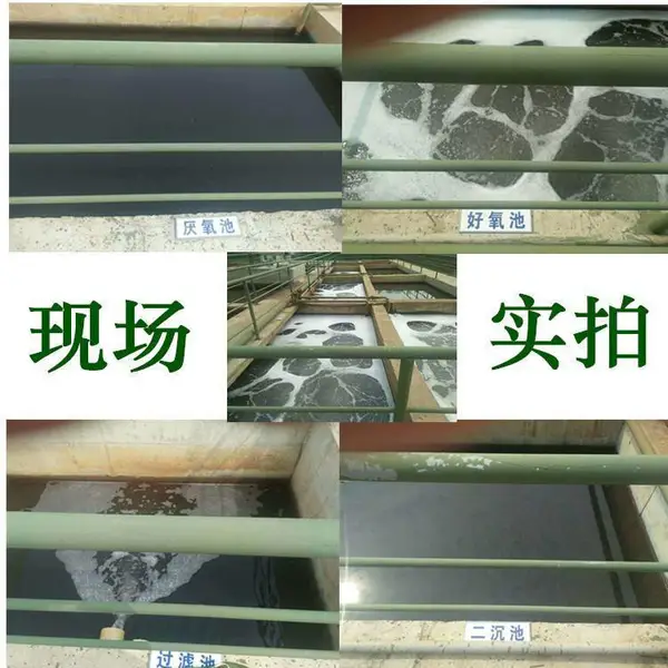 污水处理菌种好氧菌种污水处理菌剂活性污泥曝气池菌种水处理