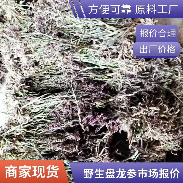 中药材盘龙参含量高效果好奇弘堂药业 盘龙参功效