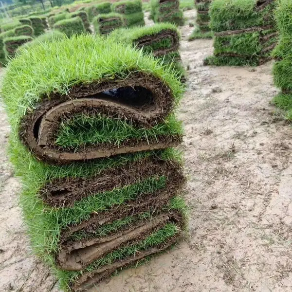 晴隆马尼拉草皮价格