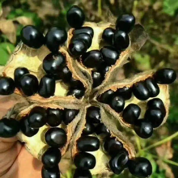 ĵ������ҩ����ֲ�׳ɻ������