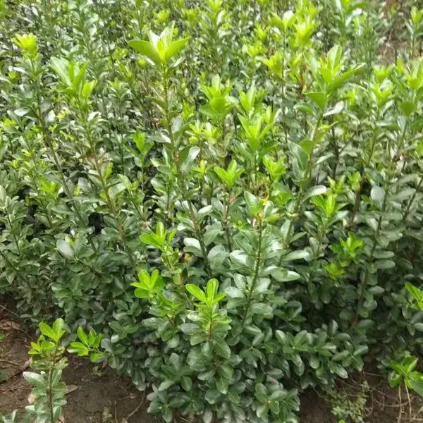 大量出售万年青大叶黄杨小苗床苗基地,大小规格工程苗