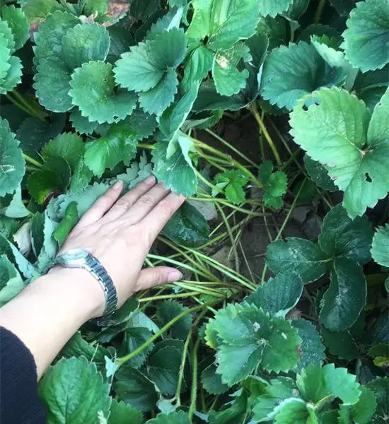 临沂红颜草莓苗低价出售,红颜草莓苗批发价格预售中