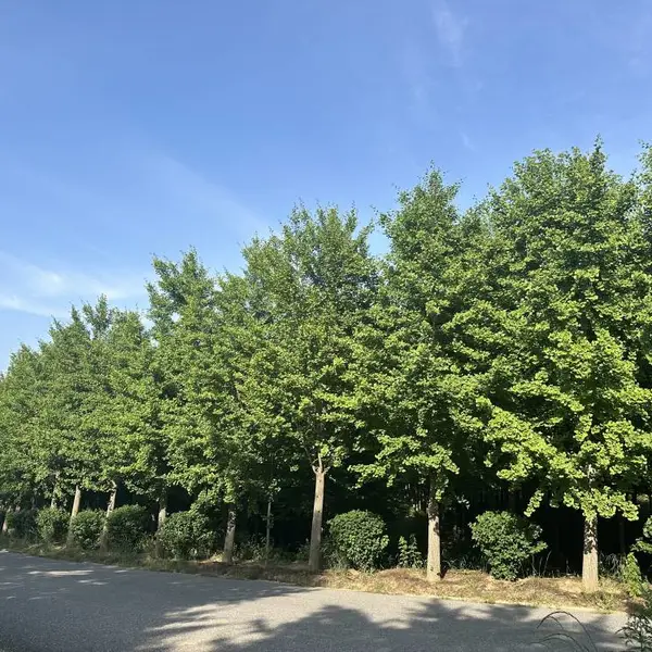 供应批发8-22公分精品银杏,行道景观树,园林绿化