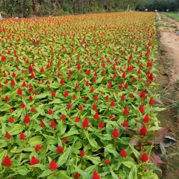 供应山东大菊花批发种植基地