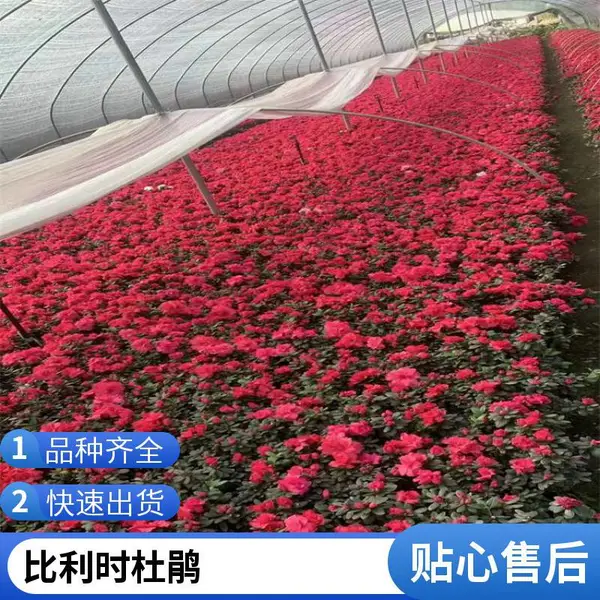 ����ʱ�ž黨�۸� ����ʱ�ž���ֲ԰���� ����ʱ�ž黨