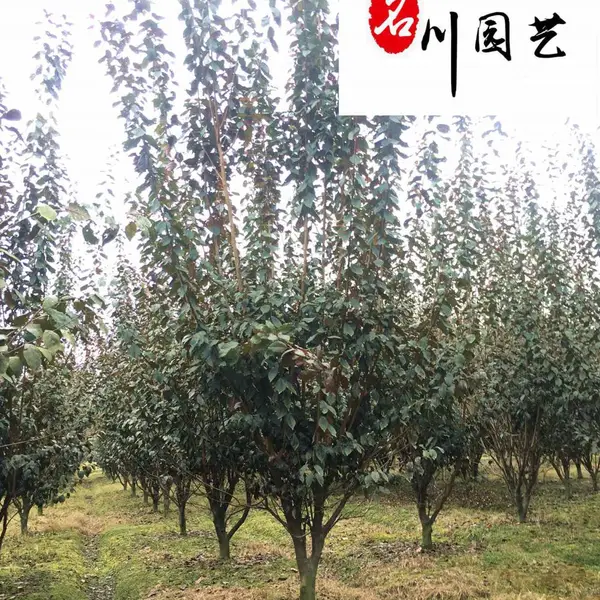 红叶李绿化苗木报价 紫叶李苗圃基地直销 成都精品红叶李供应 价低物美 诚信经营