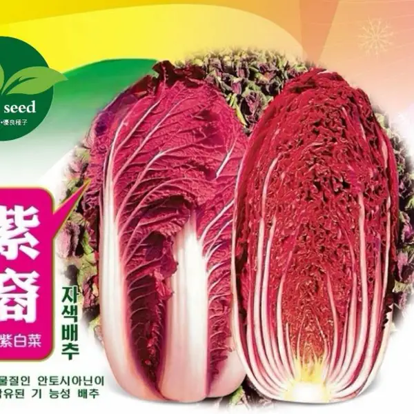 韩国紫白菜种子，紫裔进口紫白菜种子