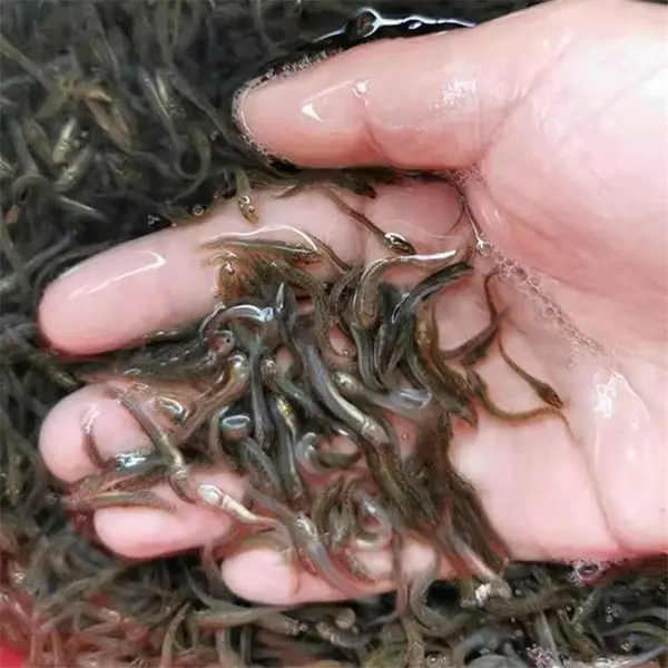 大连台湾泥鳅苗 辽宁杂交泥鳅苗 本地泥鳅苗供应