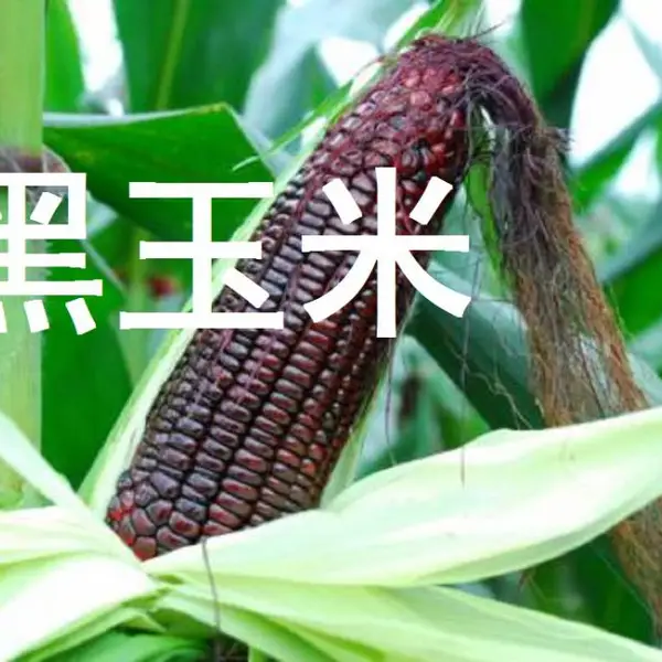 黑玉米种植技术