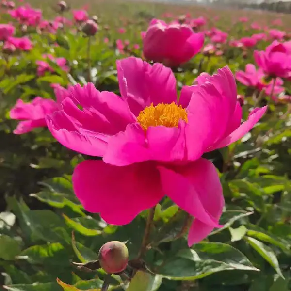 白芍种芽栽培方法