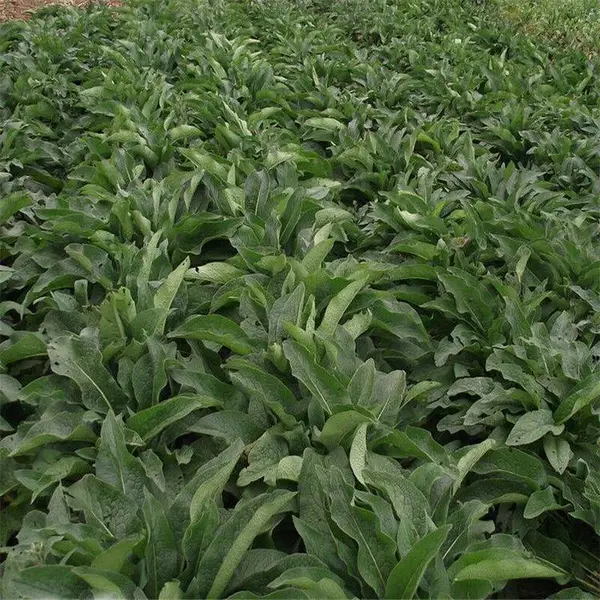 俄罗斯饲料菜种根批发 亩产3万公斤的多年生牧草种子新品种