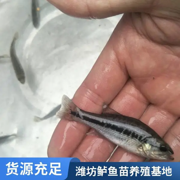 鲈鱼水花 鲟龙苗 山东潍坊本地鲈鱼苗鲟鱼苗场 源头供应 可送货
