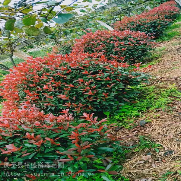 耐寒苗木营养杯 南天竹 围墙绿化苗木北海道 冬青球
