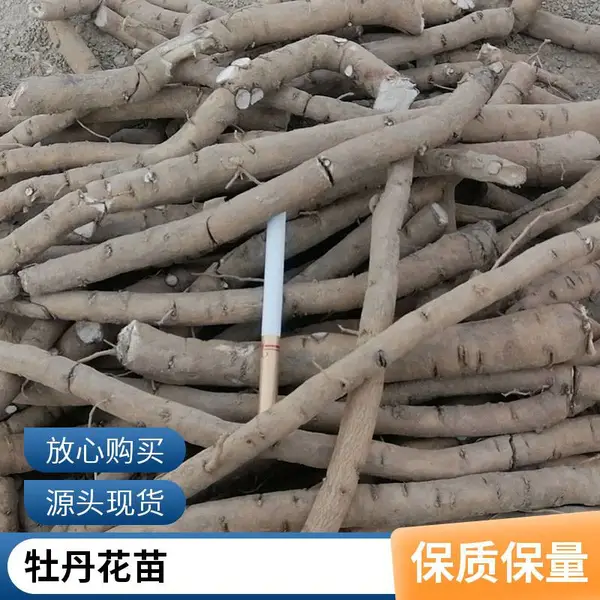 牡丹花苗 耐寒树型易栽活 牡丹栽培技术 五方九如