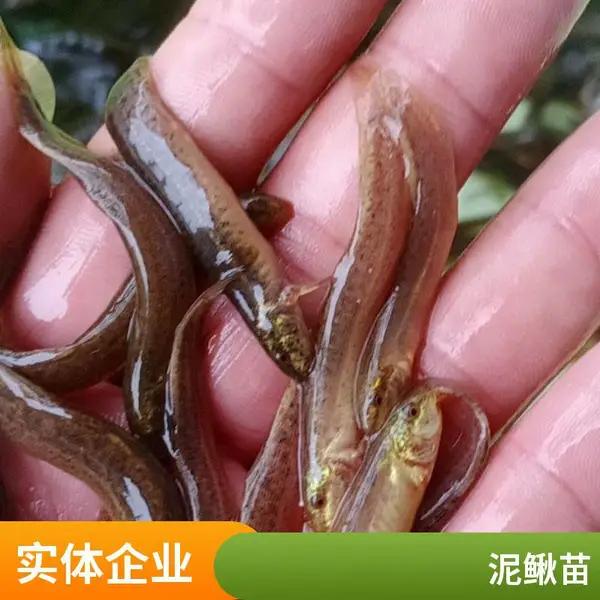 山东滨州本地黑鱼苗泥鳅鱼苗养殖场 5-8公分乌鳢苗 养殖户优选