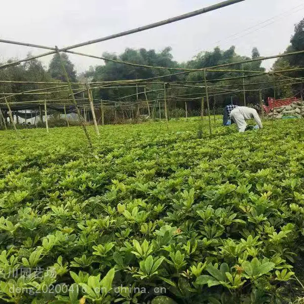成都鸭脚木 四川鸭脚木供应 鸭脚木杯苗地苗价格 绿化工程小苗鸭脚木 名川园艺供应10-30cm鸭脚木