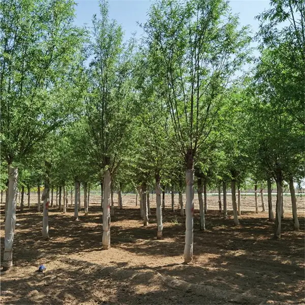 树苗基地-旱柳小苗-陕西旱柳产地-质量优