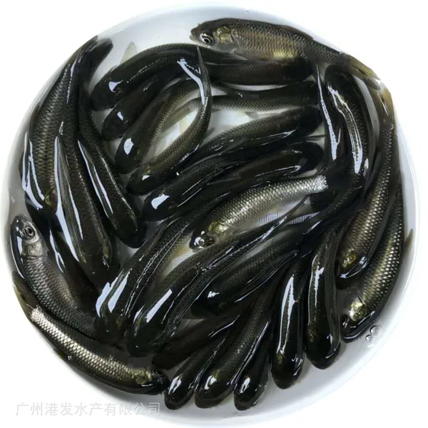 港发草鱼水花供应 鲜活草鱼苗 生长快珠江草鱼苗 买鱼苗送路损有保障