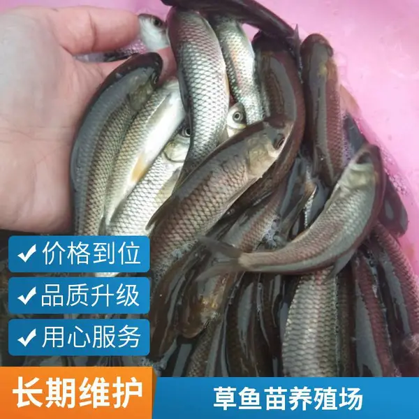 山东泰安草鱼苗鲤鱼鱼苗养殖基地8-10cm鱼苗水库养殖免费技术指导