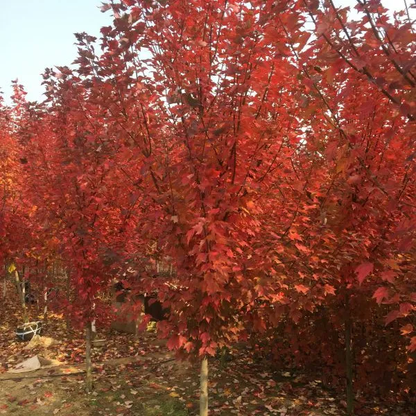 美国红枫--山东特大基地各种规格优质红枫低价处理