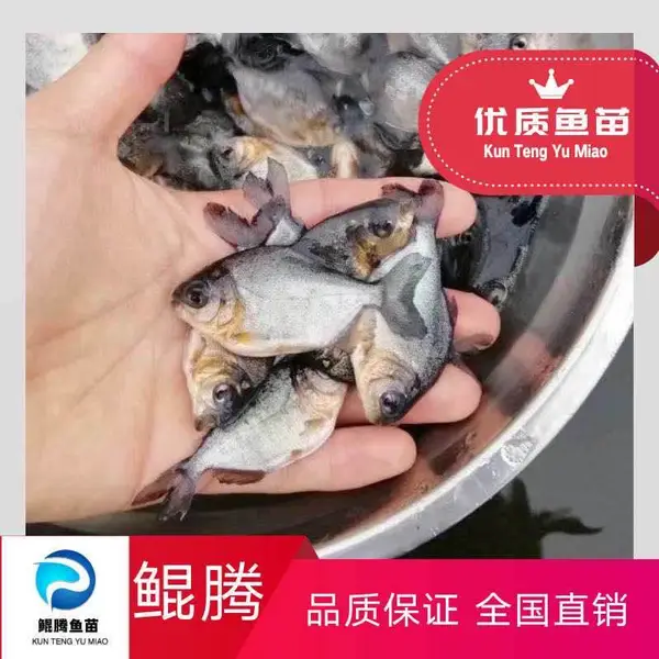 ��ѡ��ˮ�������� �������� ����ˮ��